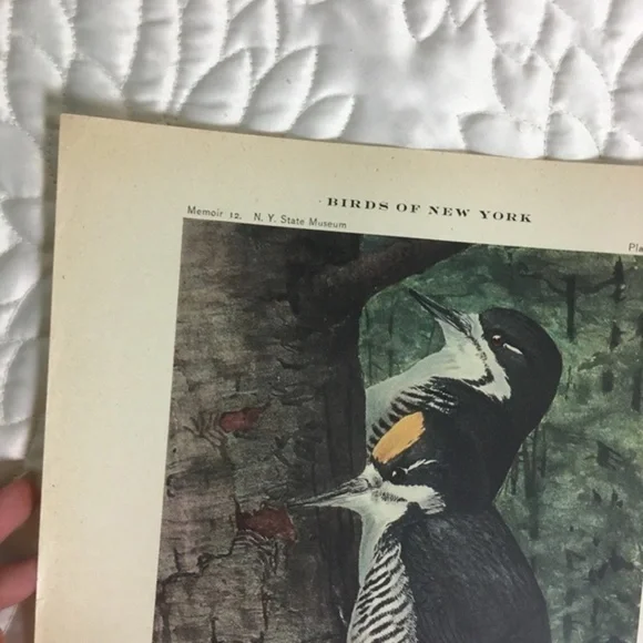🖤5/$25 Antique Ornithological Bird Print Original wood pecker - Picture 5 of 13